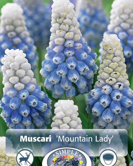 Muscari Mountain Lady 10/pk