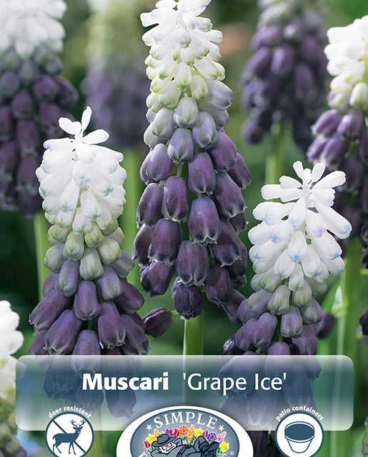 Muscari Grape Ice 10/pk