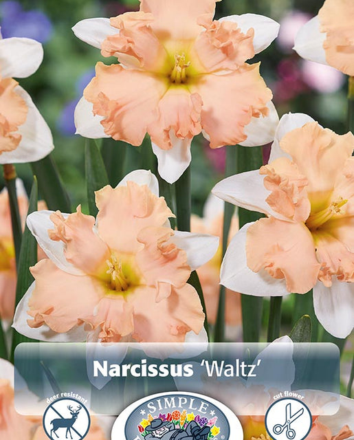 Narcissus Waltz 5/pk