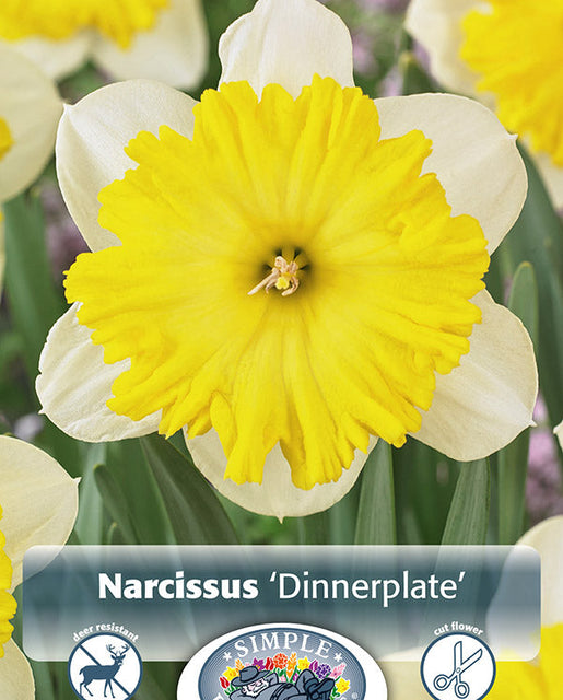 Narcissus Dinnerplate 3/pk