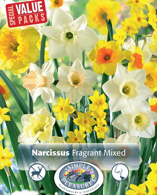 Narcissus Fragrant Mix 20/pk