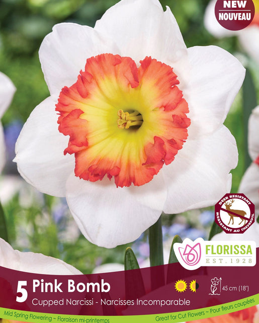 Narcissus Pink Bomb 5/pk