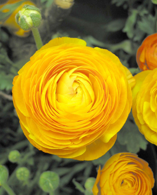 Ranunculus Amandine Yellow 5/pk