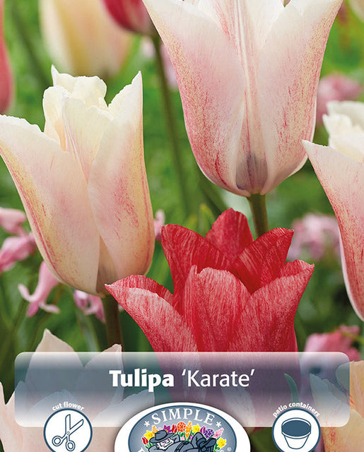 Tulip Karate 6/pk