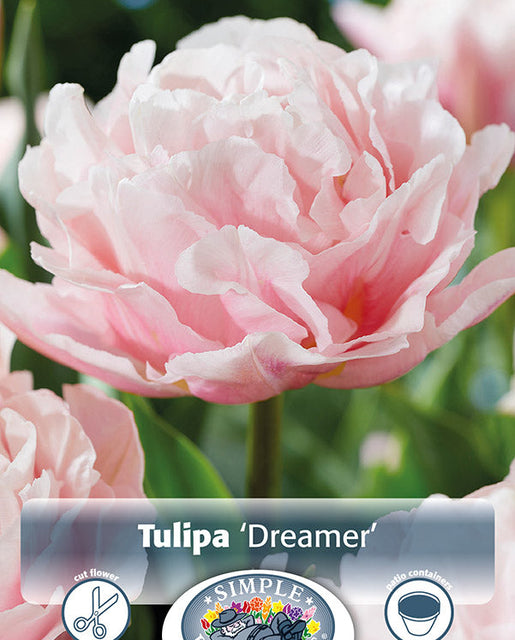 Tulip Dreamer  6/pk