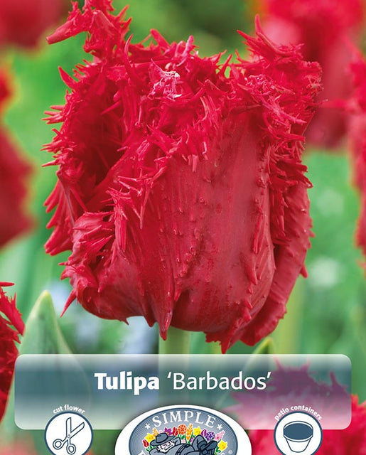 Tulip Barbados 6/pk