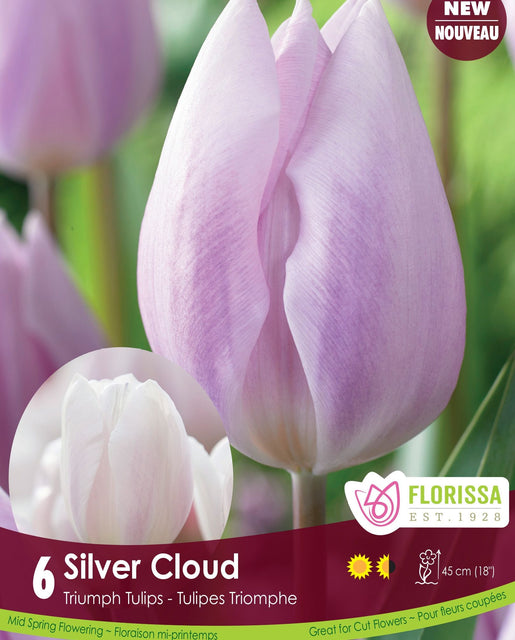 Tulip Silver Cloud 6/pk