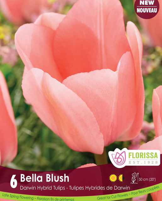 Tulip Bella Blush 6/pk