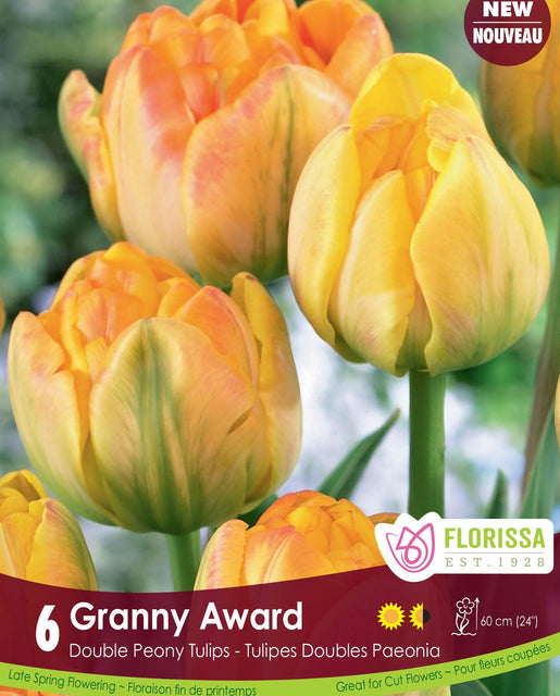 Tulip Granny Award 6/pk