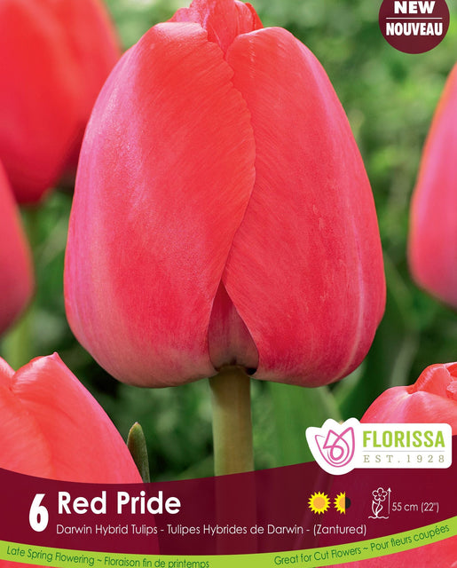 Tulip Red Pride 6/pk