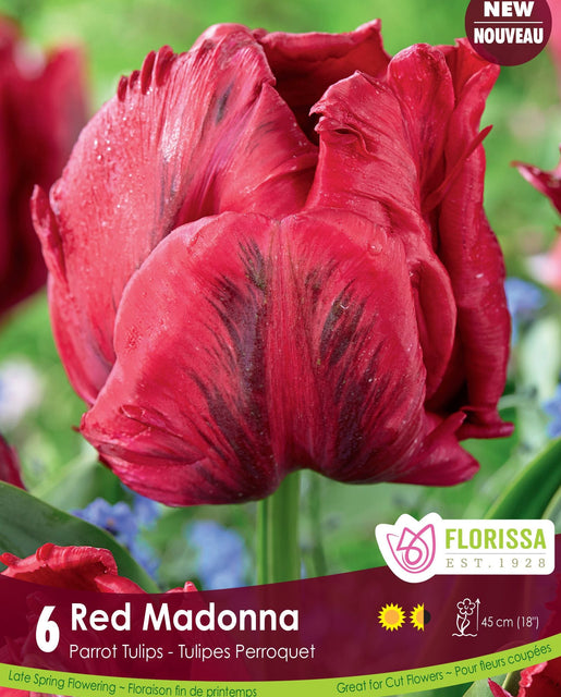 Tulip Red Madonna 6/pk