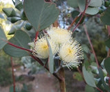 Heart Leaf Websteriana