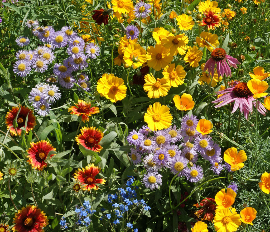 Bee Garden Blend Wildflower Seeds – West Coast Seeds