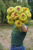 Queeny Lime with Blotch