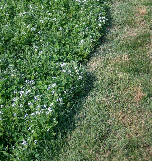 west coast seeds bee turf lawn solutions micro clover 