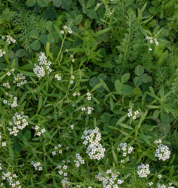 west coast seeds bee turf lawn solutions micro clover 