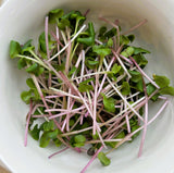 Microgreen Radish Certified Organic