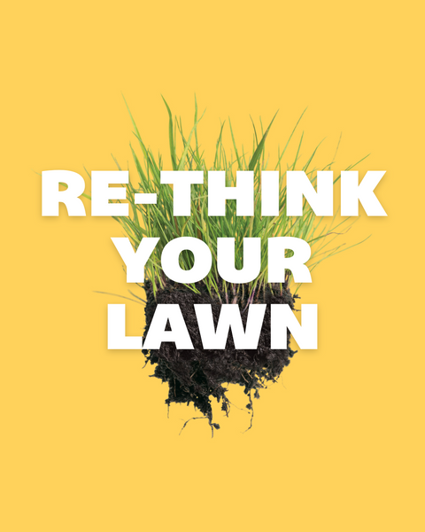 Plant A Better Lawn