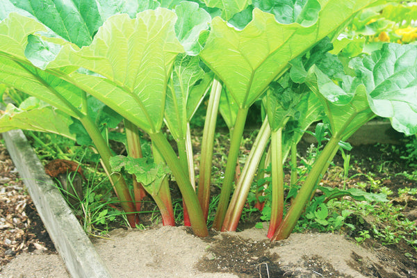 Rhubarb Victoria (Rheum rhabarbarum) Minimal Stock - Seeds and Soil Farm