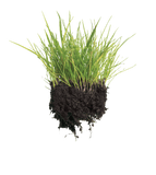 tall fescue west coast seeds lawn solutions 