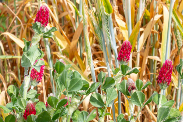 Crop Planting Tool