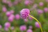 Lavender Lady