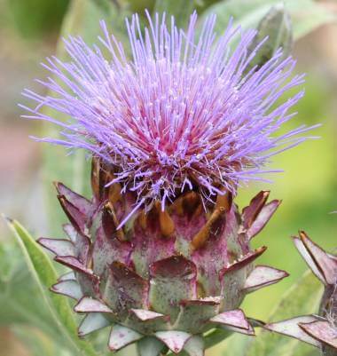 Cardoon Artichoke Seeds – West Coast Seeds