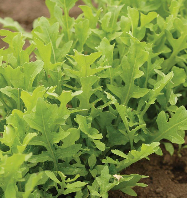 Astro Organic Arugula Seeds – West Coast Seeds