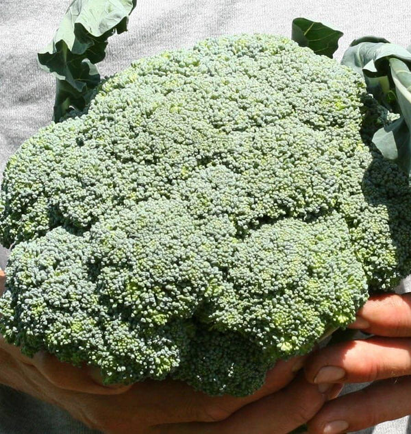 Blend broccoli 2025