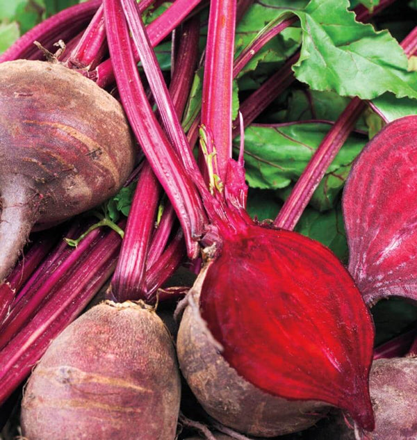 Detroit Supreme Beet Seeds – West Coast Seeds