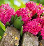 Jan Bos Hyacinth Bulbs for Fall Planting