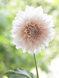 Dahlia Cafe au Lait 1pk