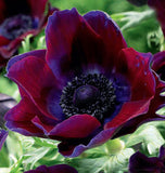 Anemone Bordeaux