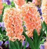 Hyacinth Gipsy Queen Bulbs for Fall Planting