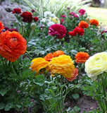 Ranunuculus Mixed Bulbs for Fall Planting