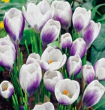 Crocus Prince Claus