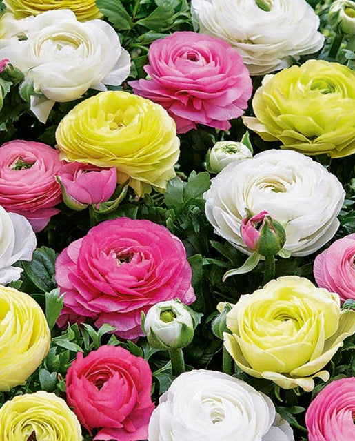 Ranunculus Pastel Peonies 20pk