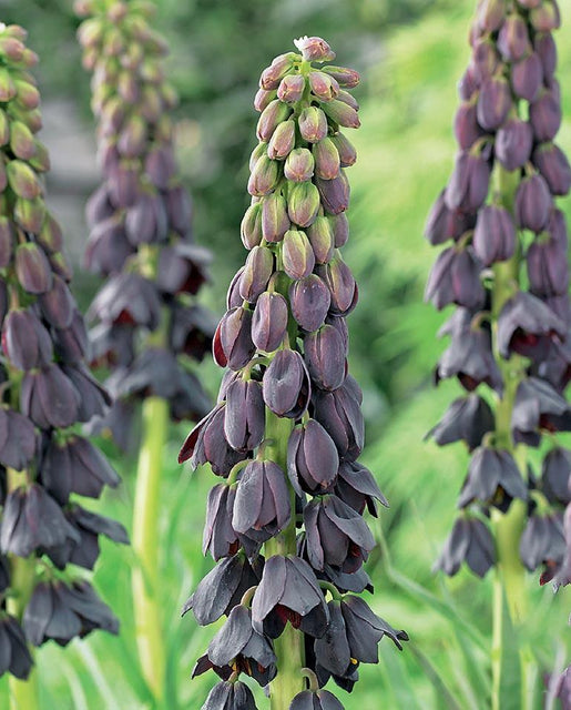 Fritillaria persica bulbs