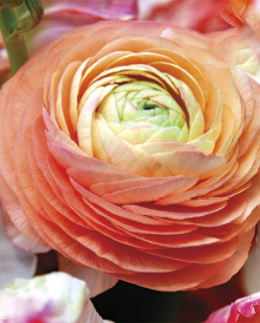 Ranunculus Amandine Salmon 5/pk