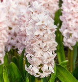 Hyacinthus China Pink 5/pk