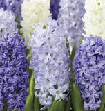 Hyacinth Seabreeze