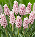 Muscari Pink Sunrise 5/pk