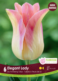 Tulip Elegant Lady 6/pk