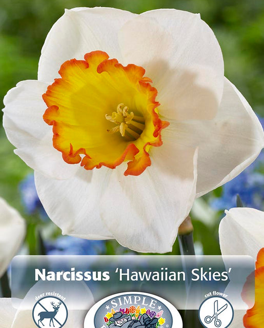 Narcissus Hawaiian Skies 5/pk