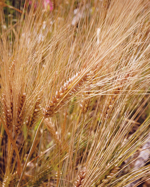 Barley Organic