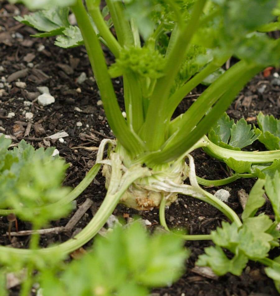 Brilliant Celeriac Seeds – West Coast Seeds