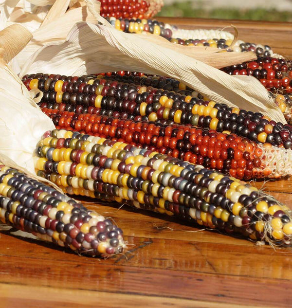 Corn Seeds - Rainbow Mix