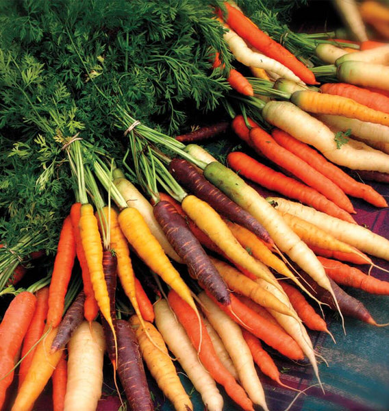 Rainbow Blend Carrot Seeds – West Coast Seeds