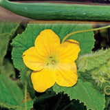 Tasty Green Cucumber Seeds