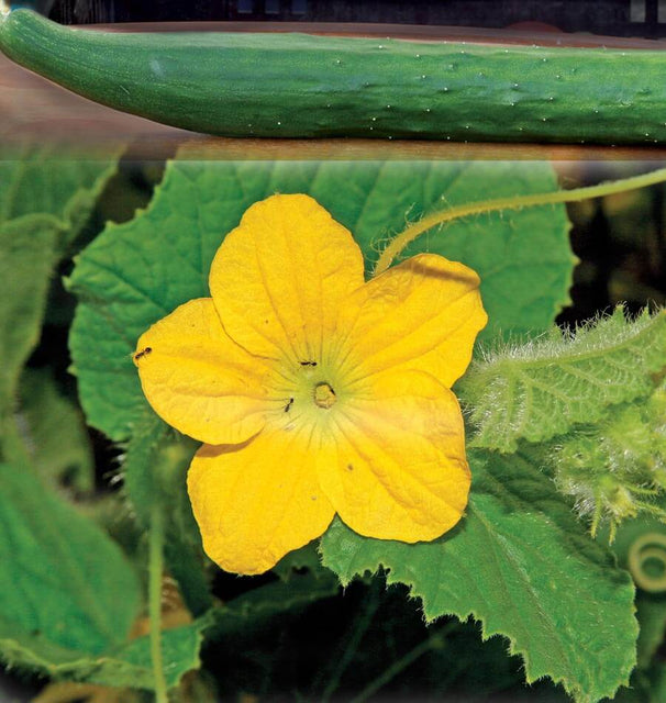 Tasty Green Cucumber Seeds